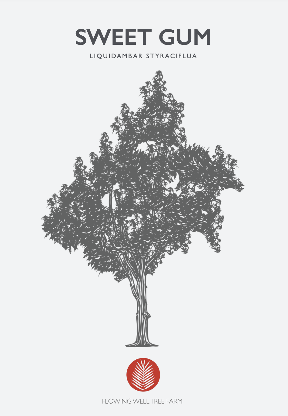 Sweetgum (Liquidambar styraciflua) at Flowing Well Tree Farm