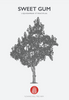 Sweetgum (Liquidambar styraciflua) at Flowing Well Tree Farm