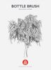 Bottlebrush