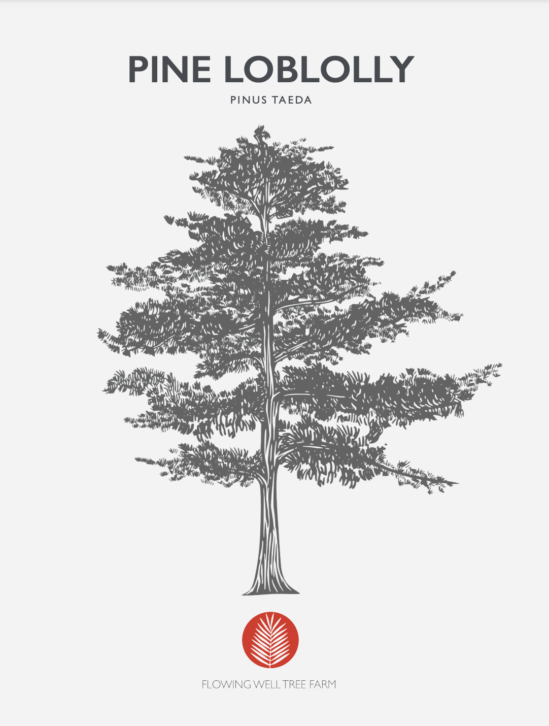 Loblolly Pine (Pinus taeda) At Flowing Well Tree Farm