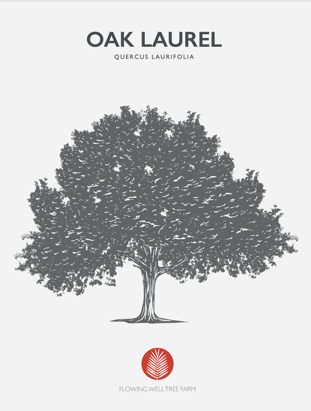 Laurel Oak (Quercus laurifolia) At Flowing Well Tree Farm