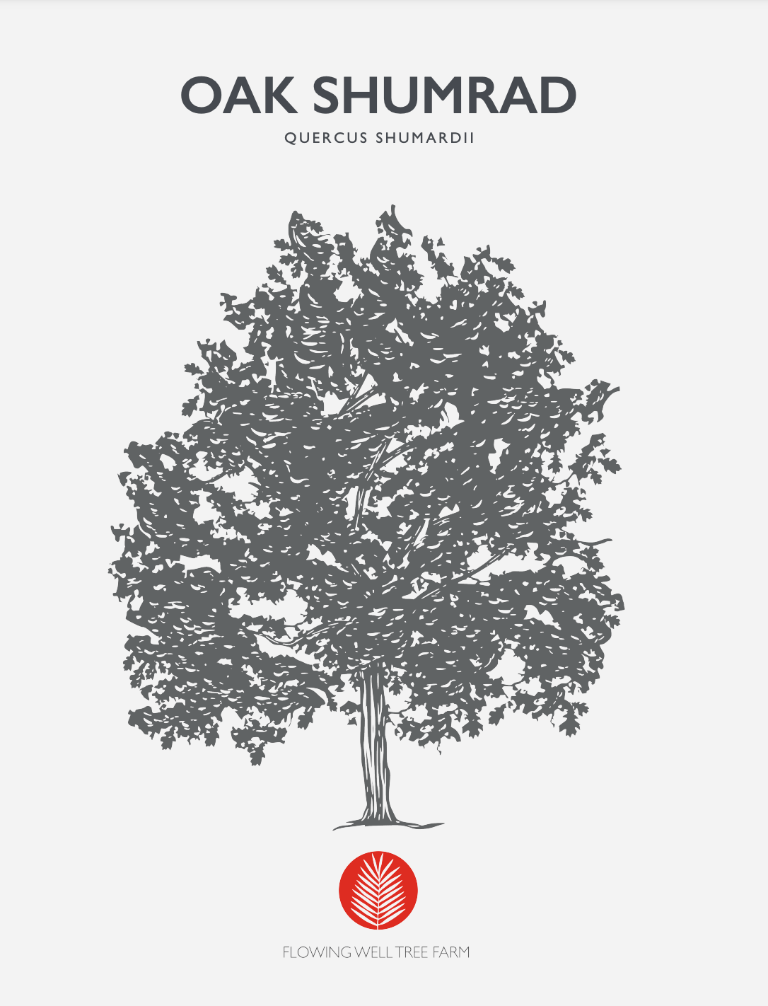 Shumard Oak (Quercus shumardii) At Flowing Well Tree Farm