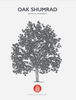 Shumard Oak (Quercus shumardii) At Flowing Well Tree Farm