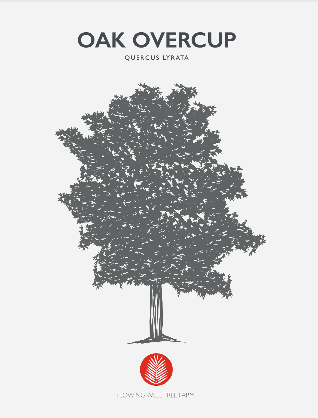 Overcup Oak (Quercus lyrata) At Flowing Well Tree Farm