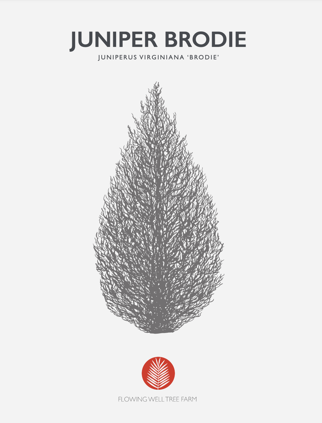 Brodie Juniper (Juniperus virginiana ‘Brodie’) At Flowing Well Tree Farm