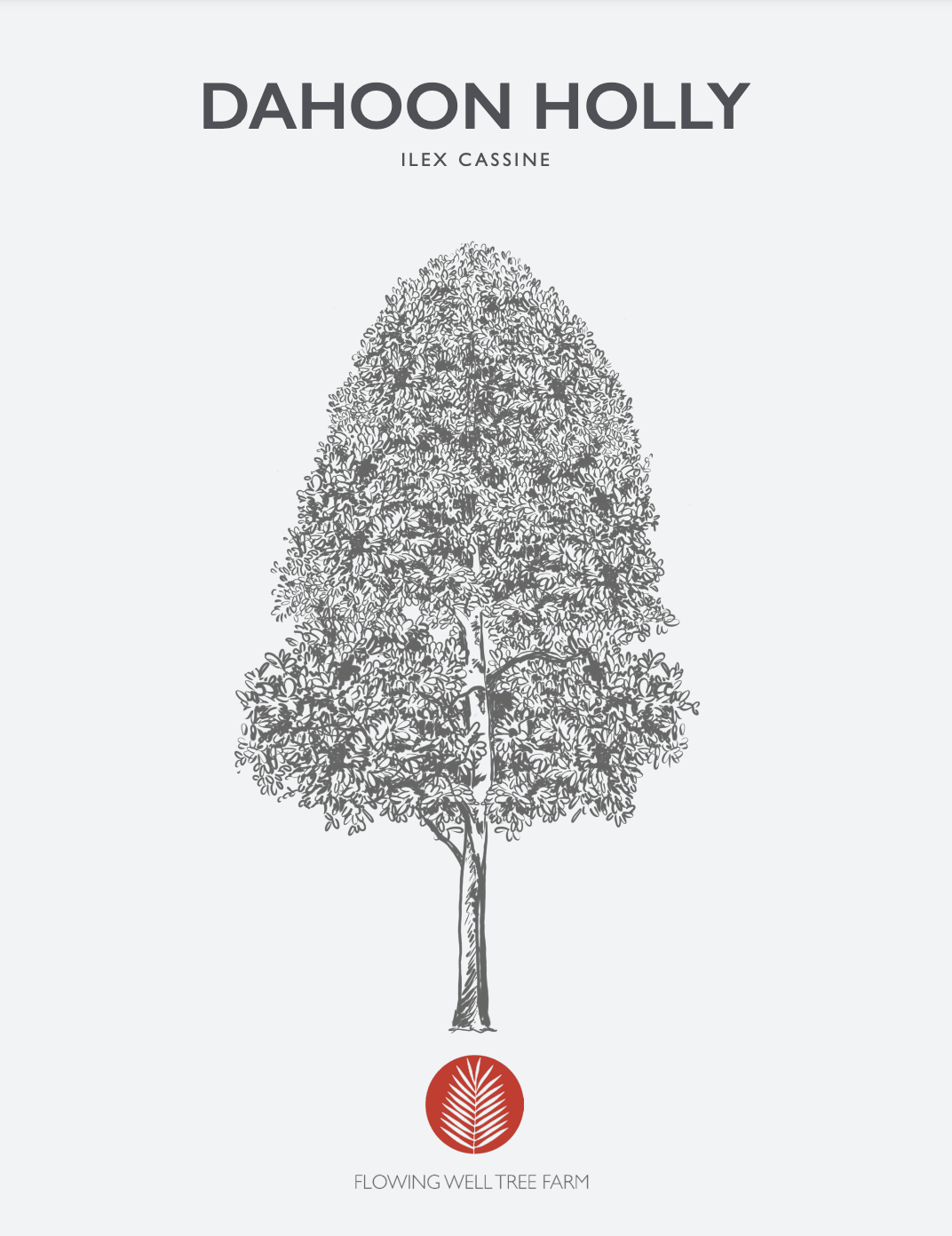 Dahoon Holly Native
