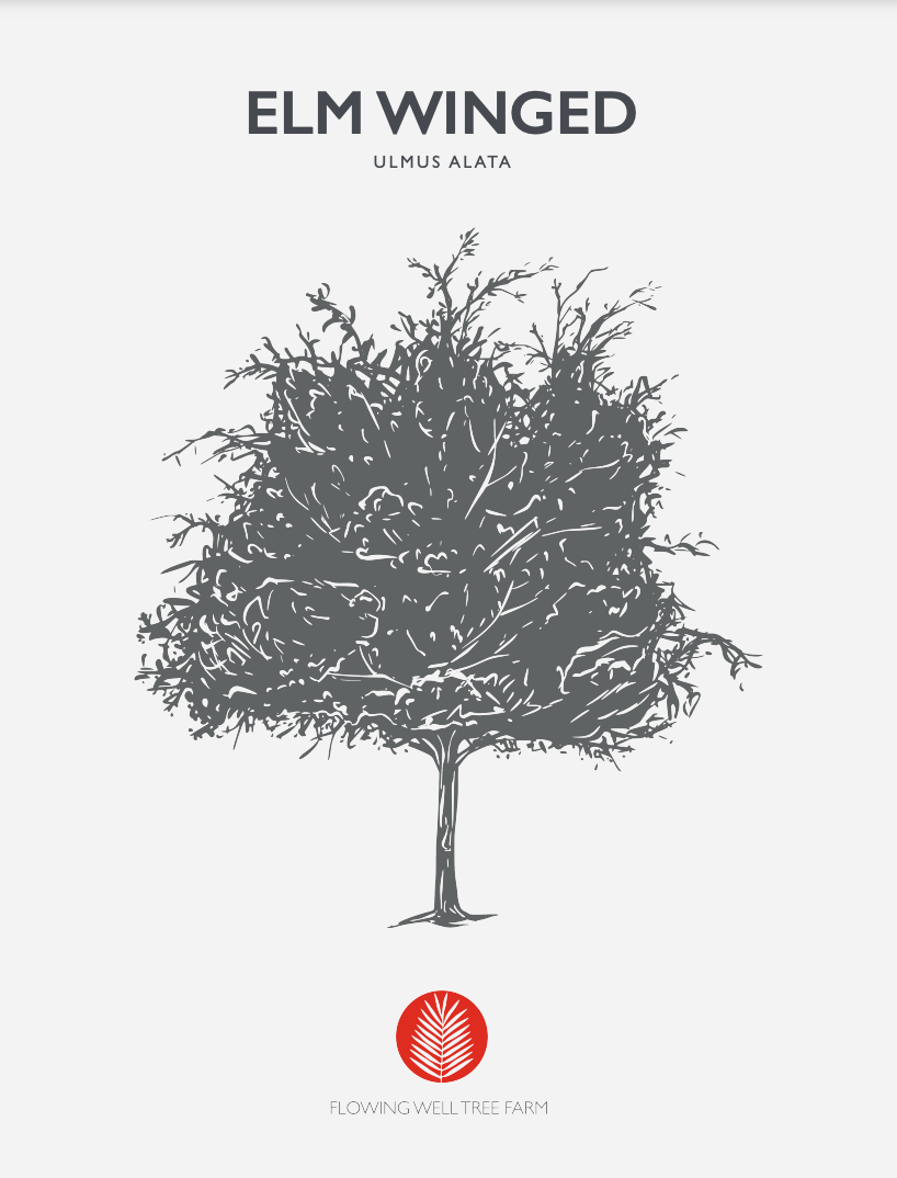 Winged Elm (Ulmus alata) At Flowing Well Tree Farm