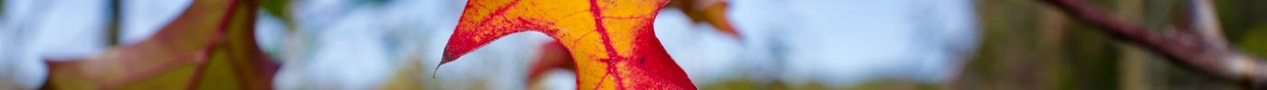 Choosing the Right Oak for Your Landscape: Shumard Oak vs. Nuttall Oak vs. Live Oak