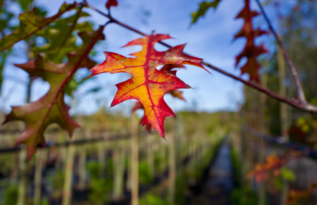 Choosing the Right Oak for Your Landscape: Shumard Oak vs. Nuttall Oak vs. Live Oak