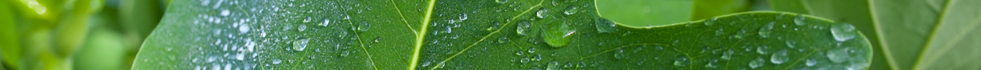 The Majestic Tulip Poplar: A Stunning Shade Tree for Your Landscape