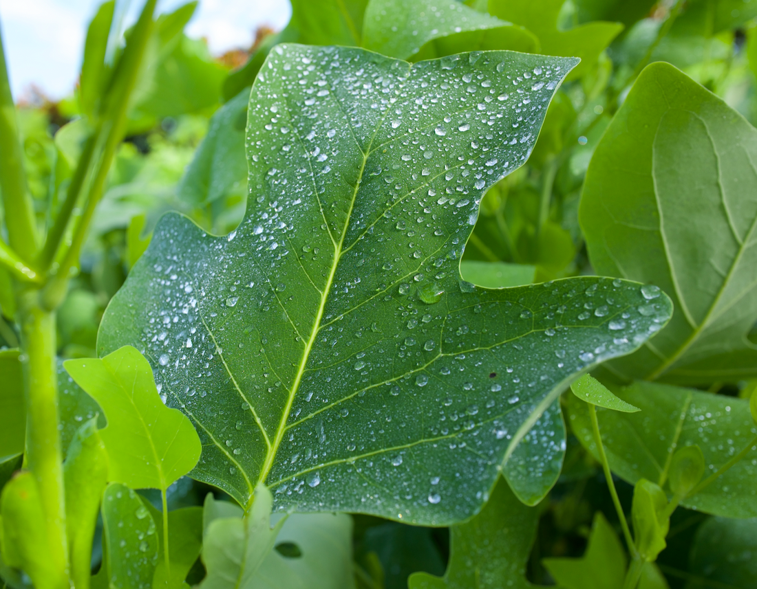 The Majestic Tulip Poplar: A Stunning Shade Tree for Your Landscape