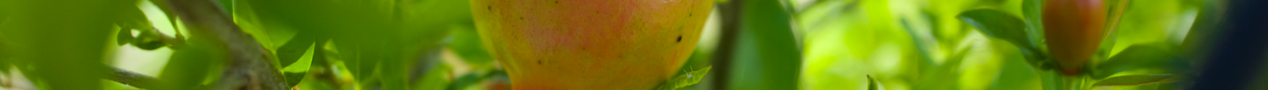 Add Color and Charm to Your Garden with Dwarf Pomegranate