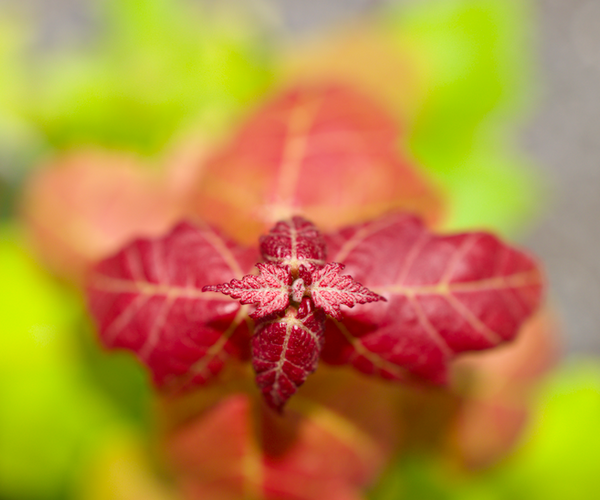 The Beauty of Florida Maple: A Perfect Native Choice for Shaded, Color ...