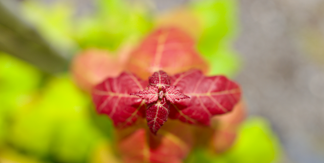 The Beauty of Florida Maple: A Perfect Native Choice for Shaded, Colorful Landscapes