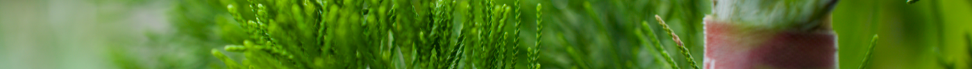 Southern Red Cedar: A Hardy, Versatile Native for Your Florida Landscape