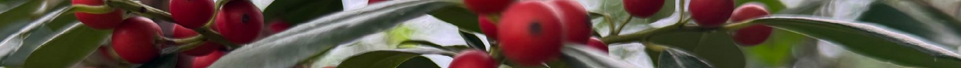 Eagleston Holly: The Perfect Evergreen for Florida Landscapes
