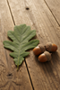 Differences Between Florida native oaks
