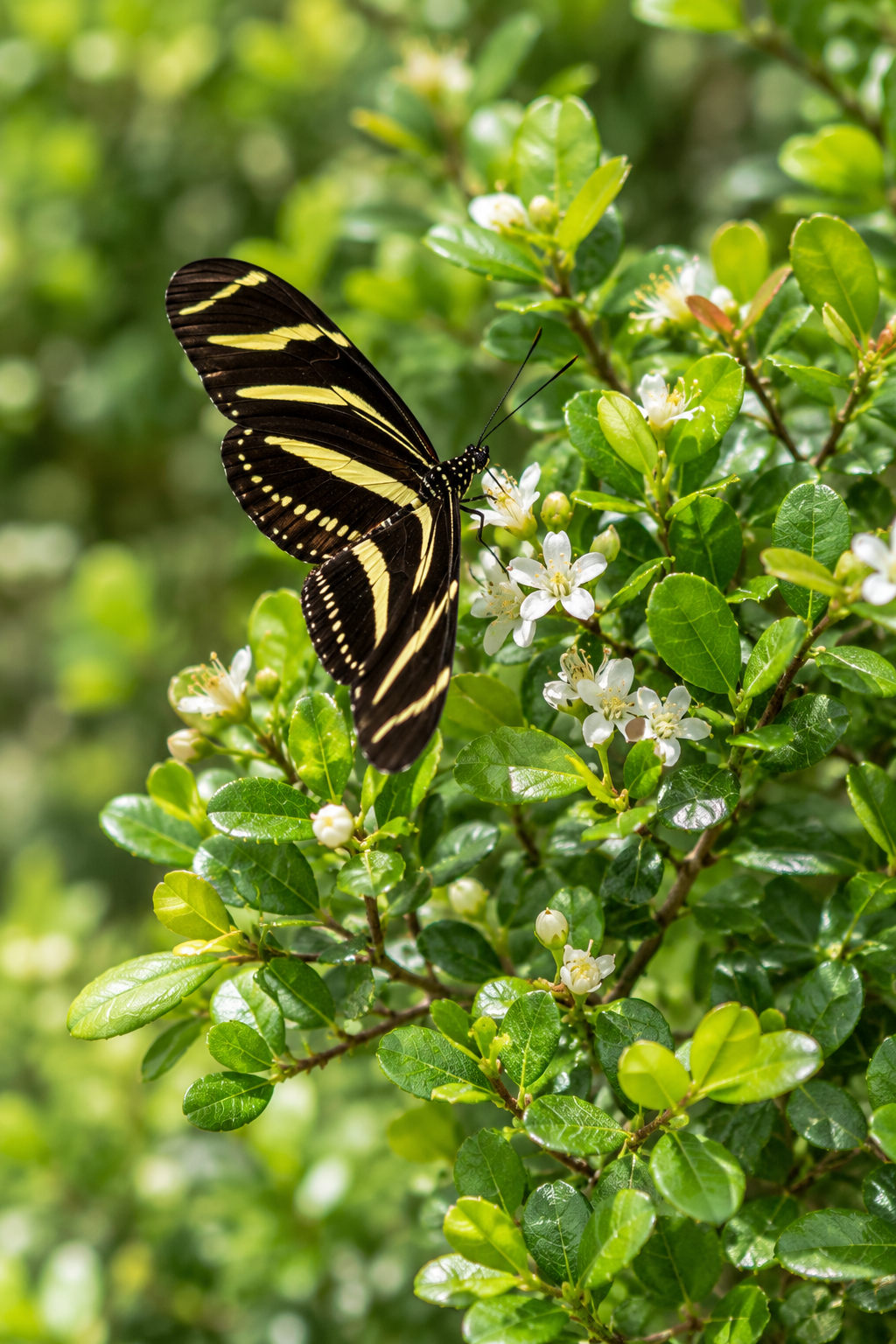 Best Native Plants for Central Florida Landscapes