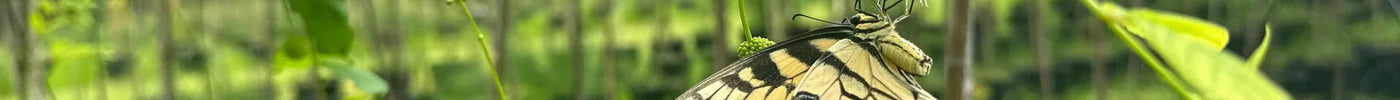 Why You Should Shop for Butterfly Plants at Flowing Well Tree Farm 🦋