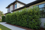 Native Privacy Plants for Florida: Best Screens &amp; Hedges