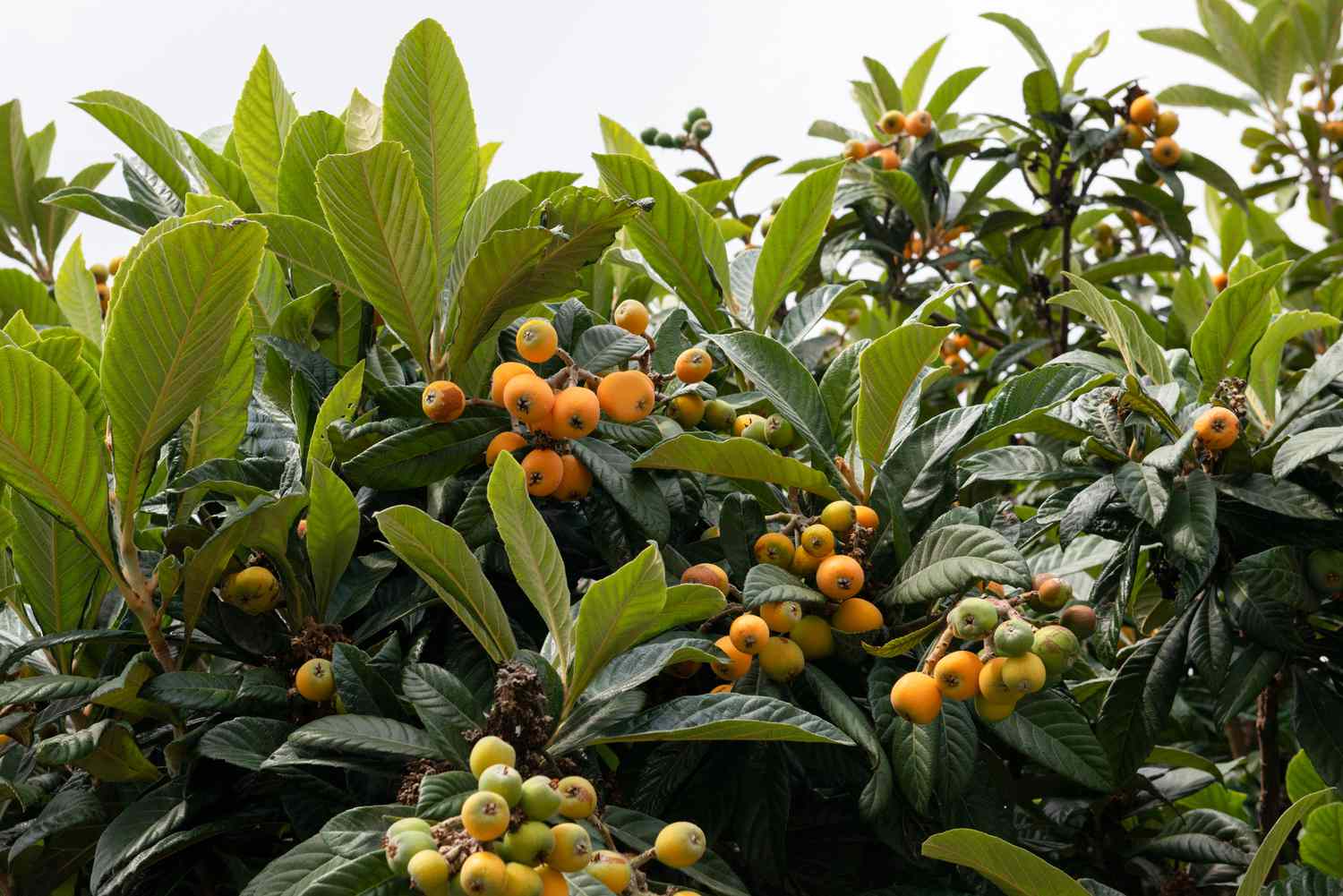 Best Fruit Trees for Homesteading: Build a Productive Florida Backyard Orchard