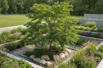 Best Native Trees for Wet Areas