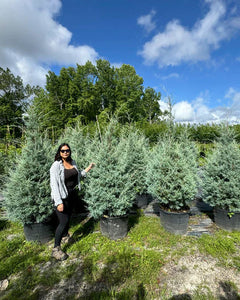 Collection image for: Privacy Plants