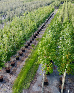 Collection image for: Florida Tree Replacement