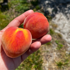 A hand holding two fresh peaches with a blurred background.