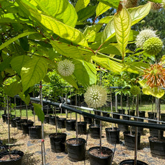 Collection image for: Trees