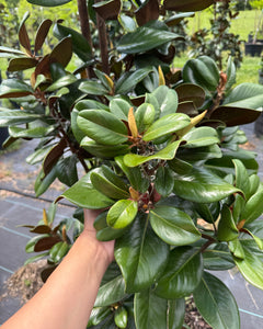 Collection image for: Evergreen