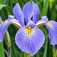 A close-up of a purple iris flower with yellow and white markings, surrounded by green leaves and buds.
