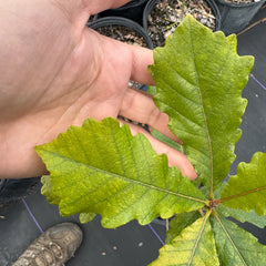 Collection image for: Oaks