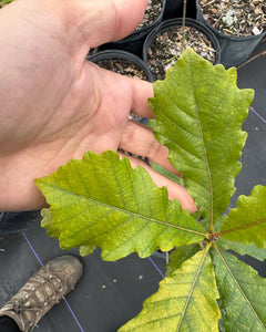 Collection image for: Oaks
