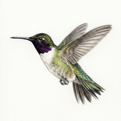 Collection image for: Black-chinned Hummingbird - Archilochus alexandri