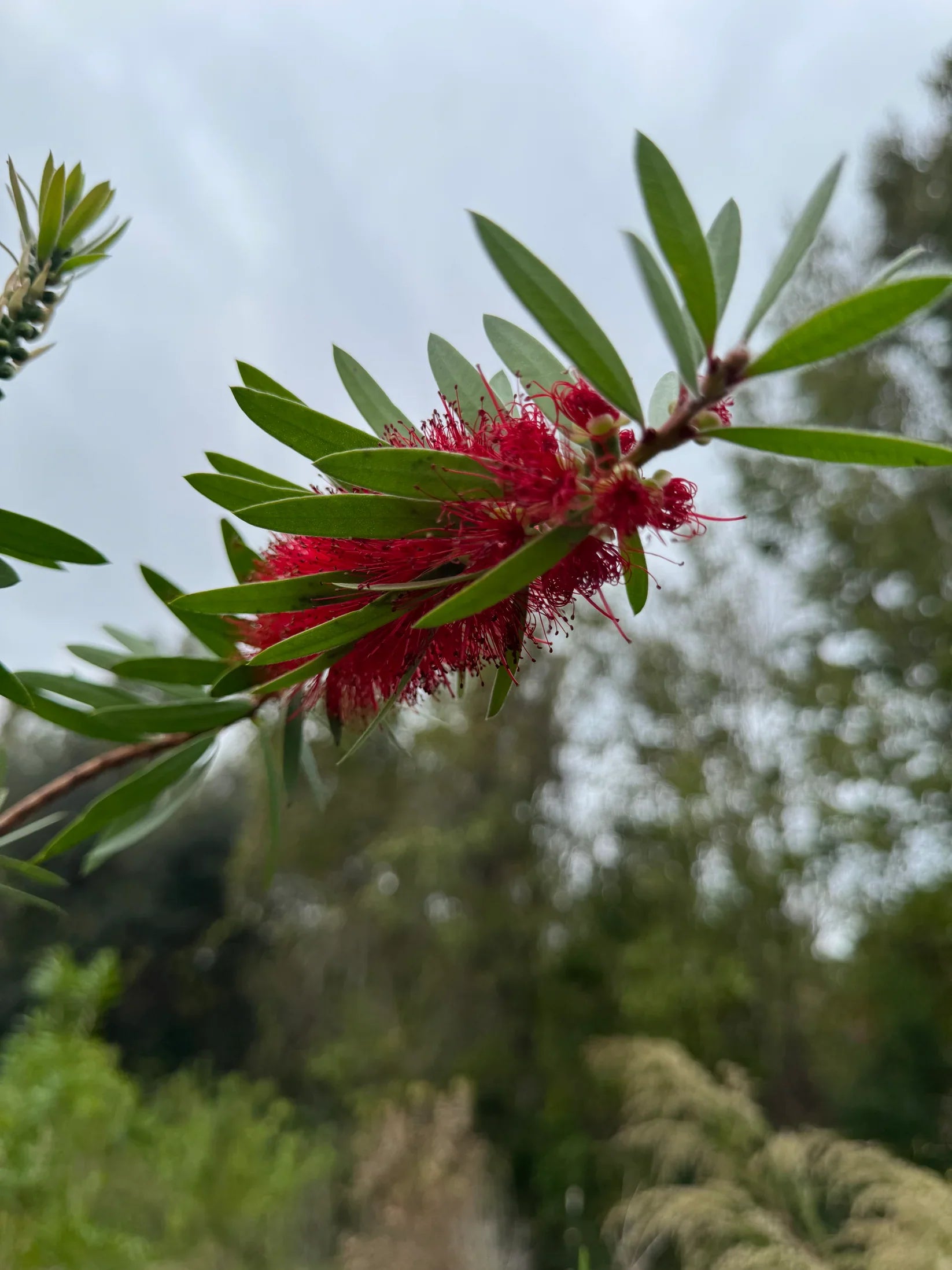 Red Flowers