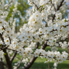Collection image for: Flowers