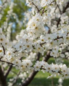 Collection image for: Flowers