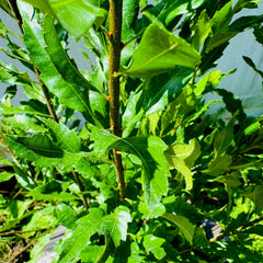 Vitex Full To The Ground Hedge
