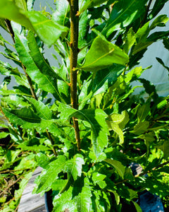 Vitex Full To The Ground Hedge