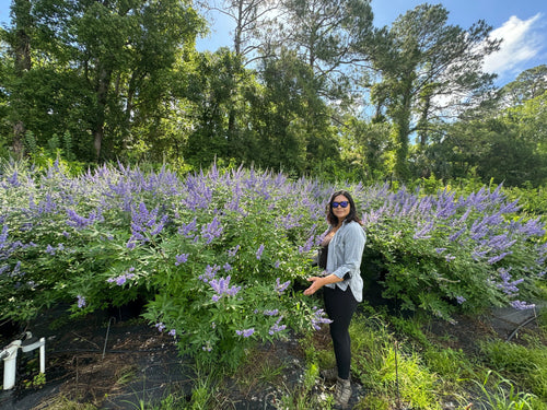 Vitex Full To The Ground Hedge