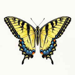 Collection image for: Eastern tiger swallowtail - Papilio glaucus