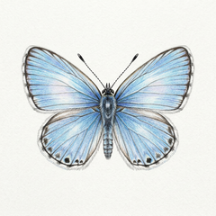 Collection image for: Cassius blue butterfly - Leptotes cassius