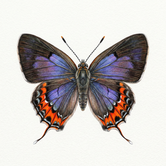 Collection image for: Red-banded hairstreak - Calycopis cecrops