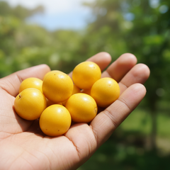 Hand holding yellow fruits with a blurred green background