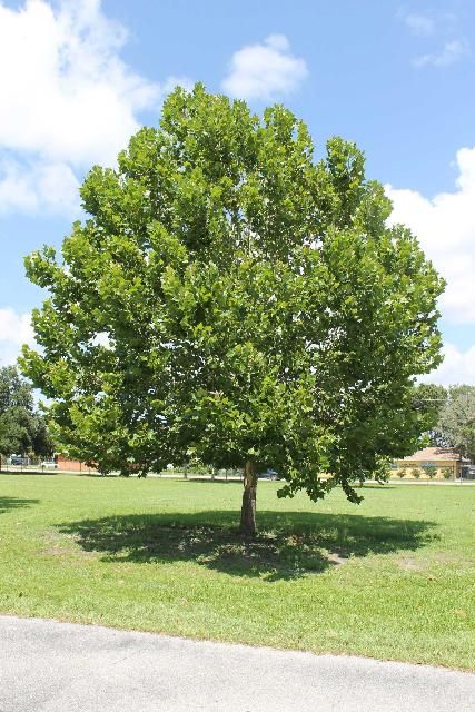 Sycamore - (Platanus occidentalis) STD 15 Gallon