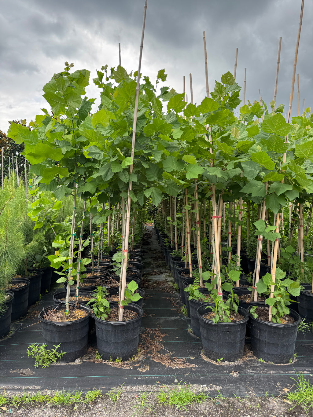 Sycamore Tree (Platanus occidentalis) 15 Gallon