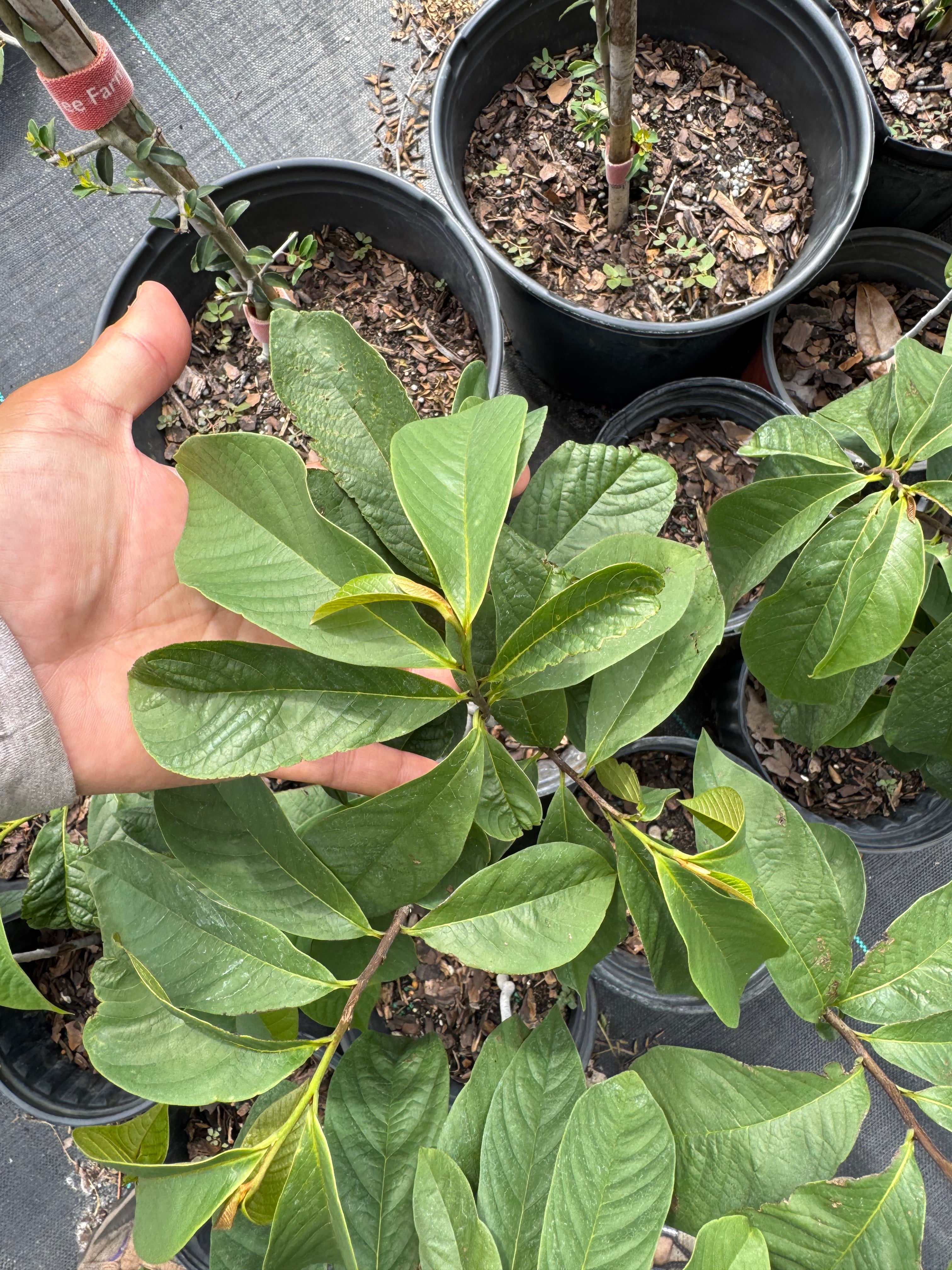 Native Pawpaw (Asimina Triloba) from seed