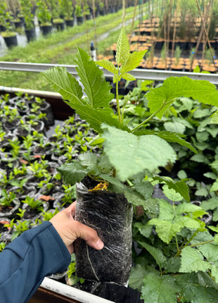 Prime-Ark® Freedom Blackberry Thornless (Rubus x)
