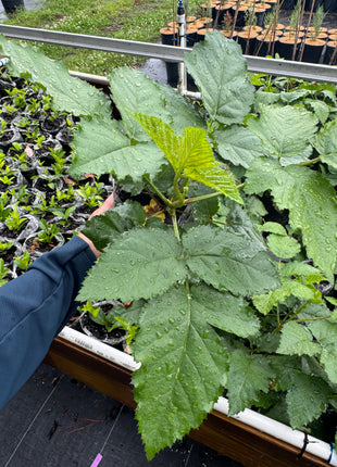 Prime-Ark® Freedom Blackberry Thornless (Rubus x)